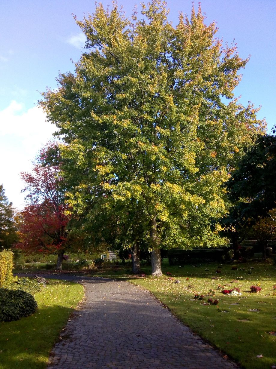 Foto fra Hørsholm Kirkegård. Far & mors gravsted ligger mellem de to ahorntræer. Stedet hedder Plænen.
