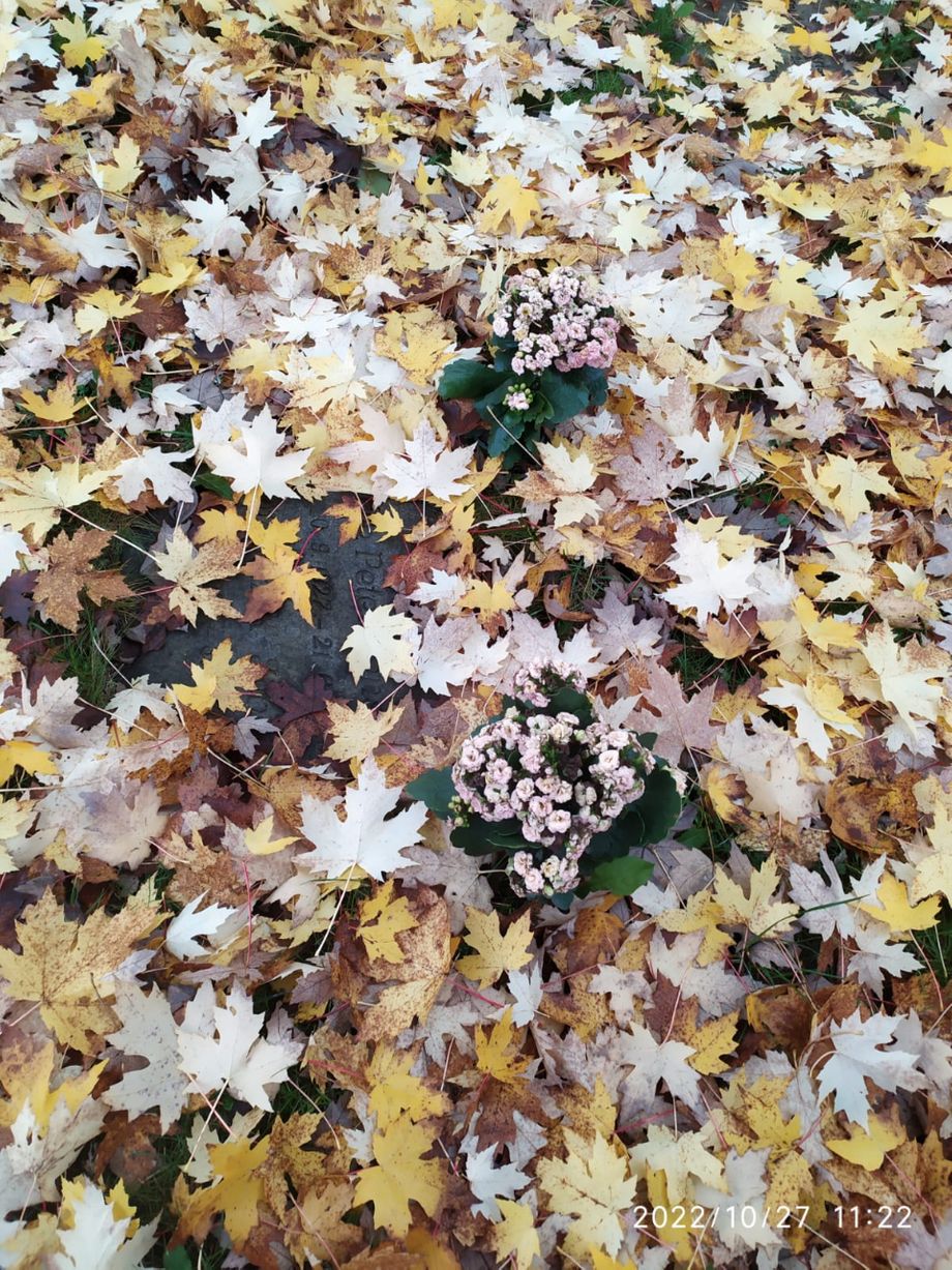 Plænestenen dækket af ahornblade (Helles foto 27. oktober 2022) - Måske er træerne det vi kender som 'løn' på dansk.